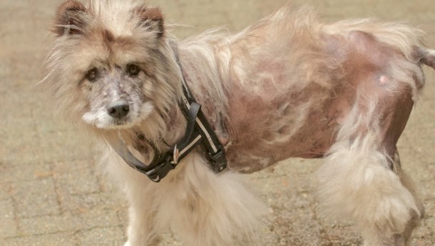 light coloured dog with extensive hair loss on body